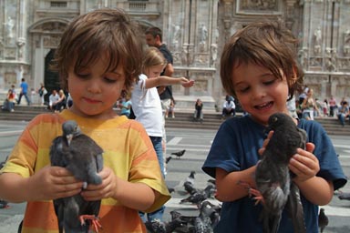 Capturing pigeons in Milan.