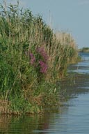 reeds, Wetlands, Mouth of Danube.