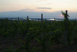Wineries, where we hit the Danube near Ostrov.