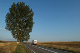 Road and Tree in Danube Delta