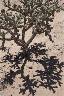 Cactus and shade in Baja California.