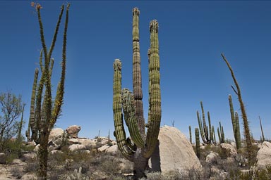 Baja California, desert and cacti.