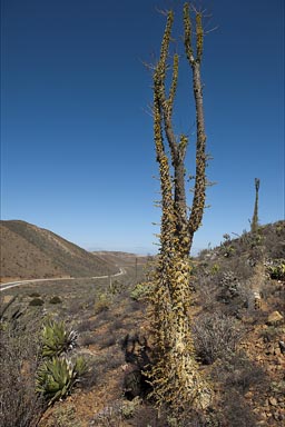 Baja California, desert road and strange plants.