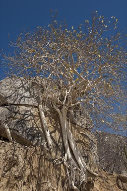 Sierra de la Laguna tree.
