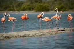 Red flamingoes on a sand bank, Rio Lagartos, Yucatan.