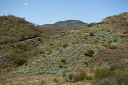 Maguey plantation, for Mescal. Oaxaca, mountain landscape.