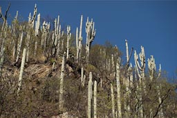 Pipe cacti, Oaxaca.