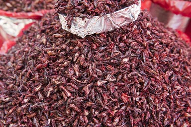 Chapulines, Grasshoppers in lemon and chili..