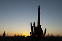 Cardon Cactus, Baja Californian desert.