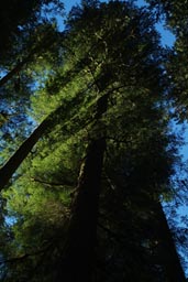 Light filters through canopy, Olympic National Park forest.