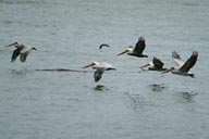 Flying pelicans off Cape Alava, migrating from Alaska to California.