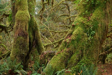Hoh trunks of trees, covered with moss.