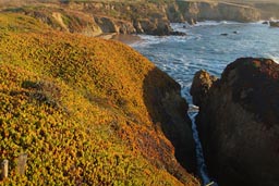 California coastal vegetation.