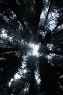 Canopy redwoods.