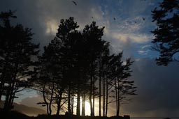Cape Lookout, pines and sunset.