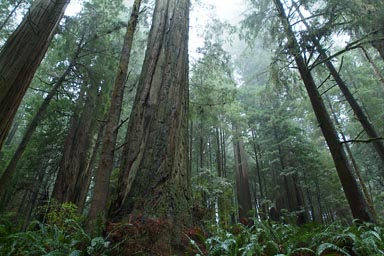 Misty rainy Californian redwoods.