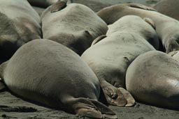 Elephant Seals stretched out on beach.