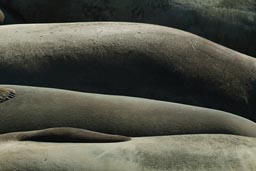 Ligned up Elephant Seals.