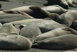 Group of Elephant Seals California.