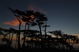 Later same sunset, trees Lands End San Francisco.