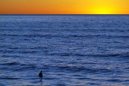 Surfer in blue ocean water, after sunset orange sky. California.