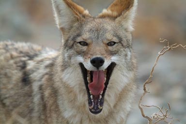 Coyote showing teeth.