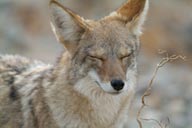 Coyote, closed eyes.