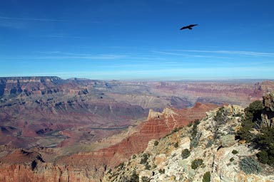 Raven flies high over Grand Canyon