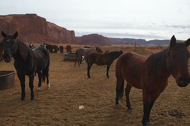 Mules, Monument Valley.