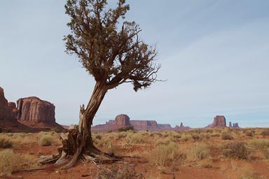 Tree, Monument Valley.