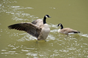 Canadian geese, Hells Canyon, Oregon/Idoha.