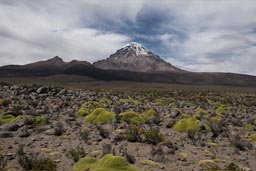 Bolivia, Volcan Sajama on Altiplano.