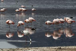 Flamingos, laguna, Altiplano, Bolivia, west.