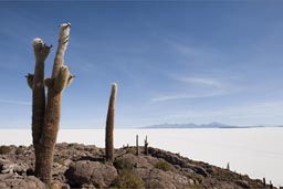 On Salar de Uyuni, Incawasi, Inca Huasi, huge cacti.