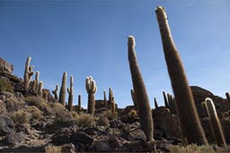 Huge cacti, on Inca Huasi, Uyuni, Bolivia.