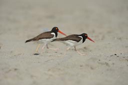 2 birds with red pegs on Playa La Rinconada.