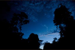 Nightly sky turns darker over huge trees, later plenty of stars blink over the Peruvian jungle. 
