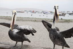 Pelicans that seem to talk, wings spread, Paracas beach, Peru.