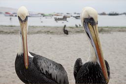 Pelicans on beach Paracas, Peru.